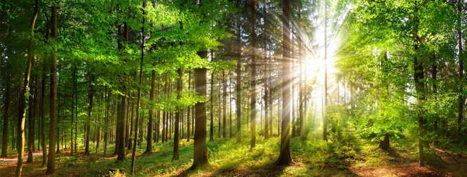 ACI-SL-plantatreebanner