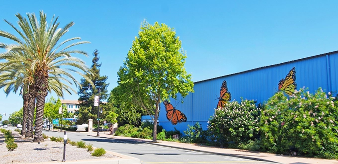 ACI-SL-street_butterfly_2026